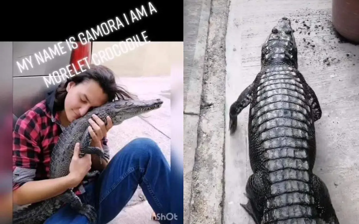 Jonathan es un tiktoker que tiene un cocodrilo moreleti de mascota, situación que continúa sorprendiendo en redes sociales Captura de pantalla TikTok @